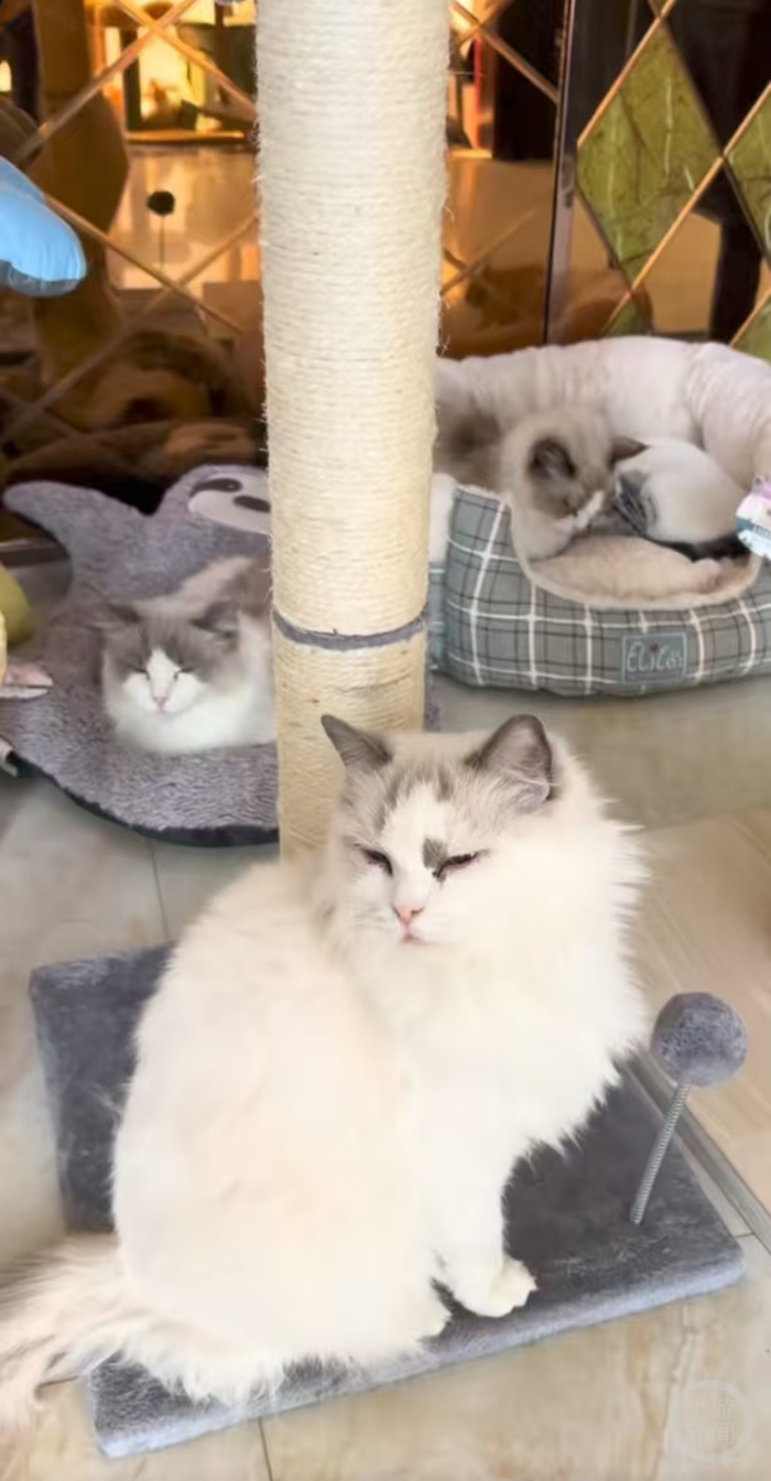 当地网友去刘先生的展厅打卡。受访者供图