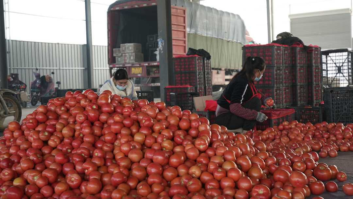 南乐县西红柿果蔬交易中心采购商正在将西红柿挑拣装箱。 刘广凡摄