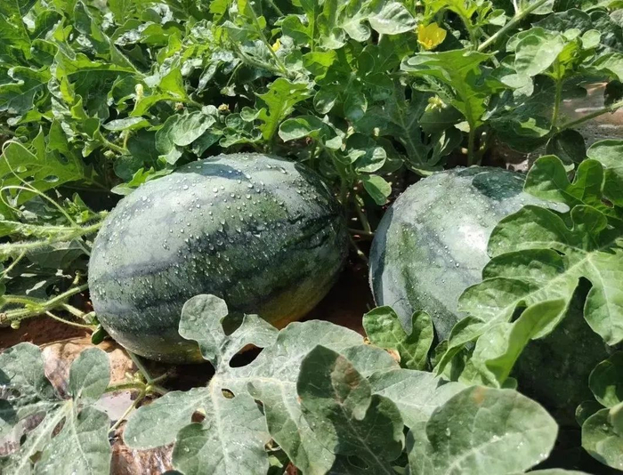 △（资料图）左为茨菇，右为谭脉西瓜。以上图片来源 怀集发布