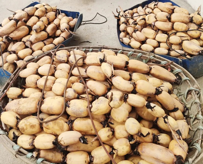 △莲藕喜迎丰收