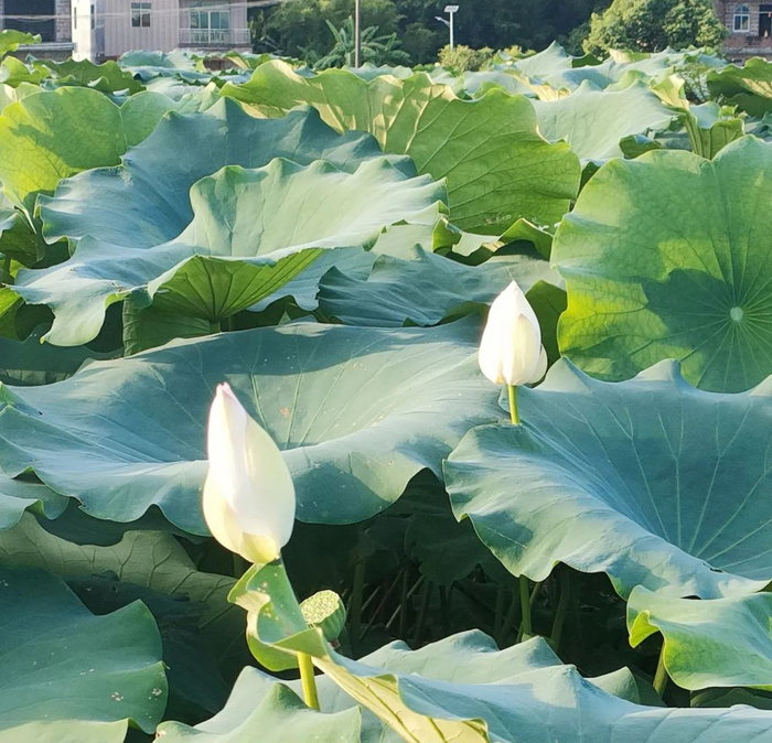 △（资料图）夏日荷塘荷花盛开