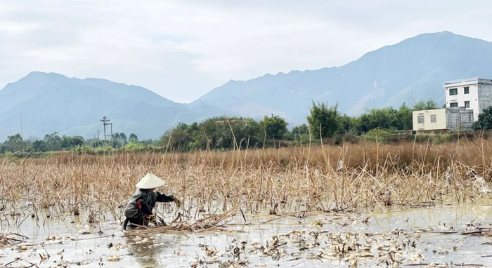 △采藕工人采收莲藕