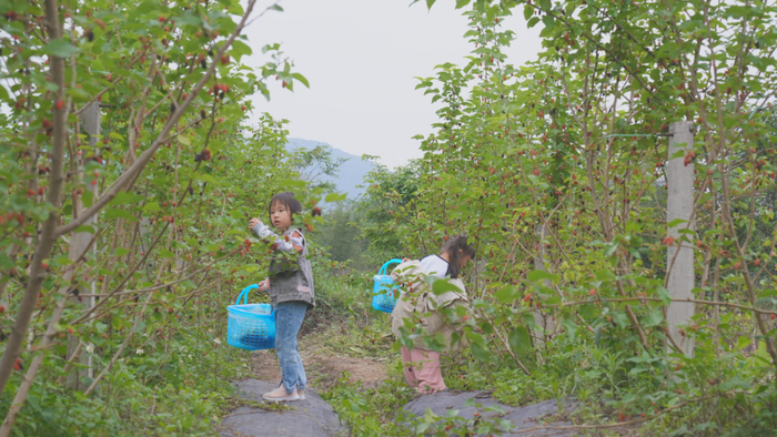 △（资料图）梁村桑葚。图源 怀集发布