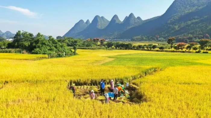 秋收时节，村民在万峰林稻田间收割稻谷 刘朝富 摄