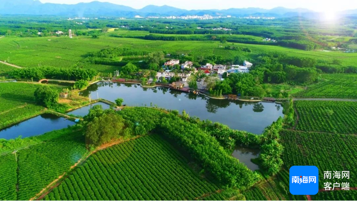 白沙原生态茶园小镇全景。白沙融媒体中心供图