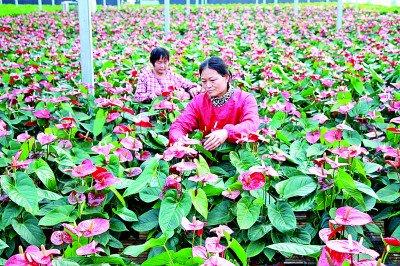 高庄镇花卉产业园的温室大棚内，红掌正在盛开。高庄镇党政综合办公室供图