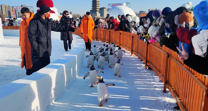憨态可掬的小企鹅吸引了众多游客。李洪涛/摄