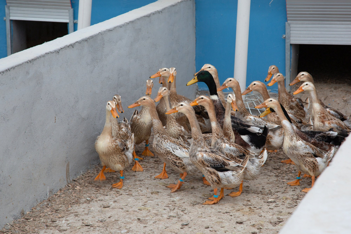 独立分隔的鸭舍就是一个个“实验观察对照组”（央广网记者杨正弘摄）