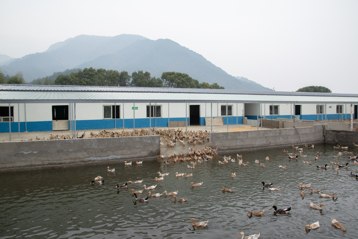 麻鸭水池中畅游，尽享“惬意鸭生”（央广网记者杨正弘摄）