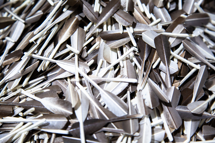 麻鸭羽毛制作的毛片（央广网记者杨正弘摄）