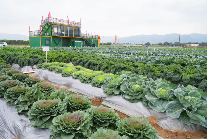 △肇庆市农业良种示范推广中心沙浦基地种植的蔬菜。图源 广东种业博览会
