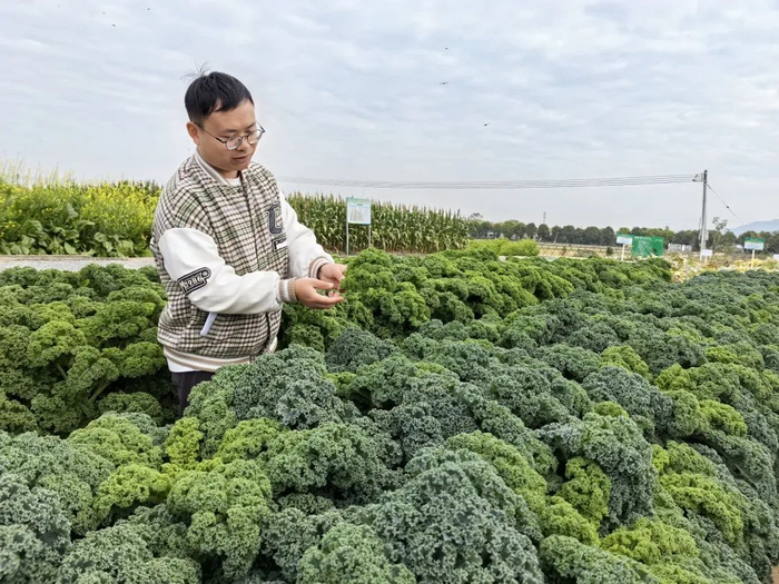 △工作人员介绍羽衣甘蓝。肇庆市融媒体中心记者 杨丽娟 摄
