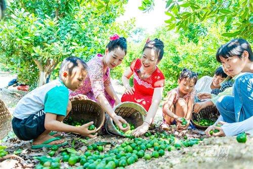 云南永德坚果迎丰收。通讯员 范永政 摄