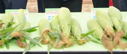 △肇庆市农业良种示范推广中心沙浦基地展示的各种良种玉米。图源 广东种业博览会