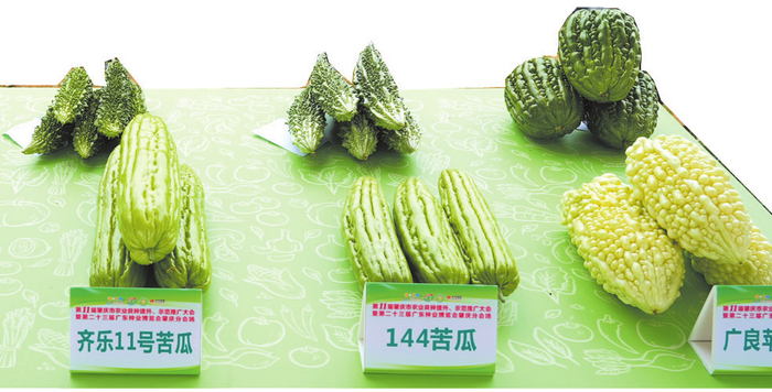△肇庆市农业良种示范推广中心沙浦基地展示的各类苦瓜品种。肇庆市融媒体中心记者 杨丽娟 摄
