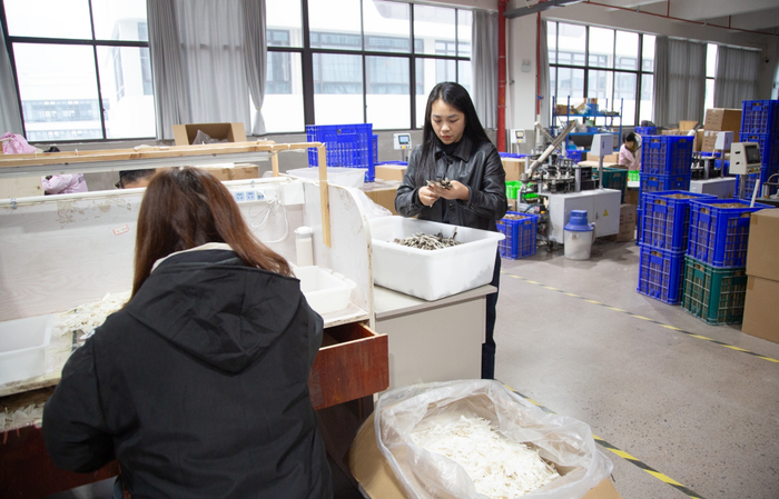 杨娅正在检查麻鸭羽毛毛片质量（央广网记者杨正弘摄）