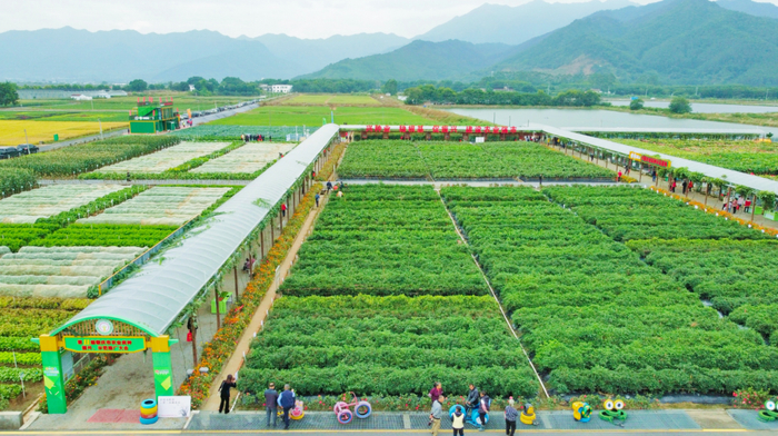 △肇庆市农业良种示范推广中心沙浦基地。受访单位供图