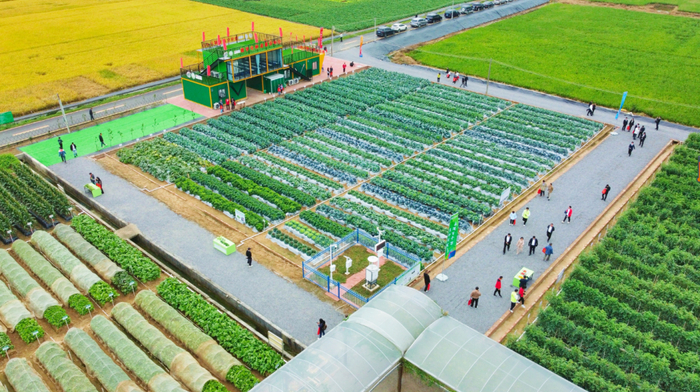 △肇庆市农业良种示范推广中心沙浦基地。受访单位供图