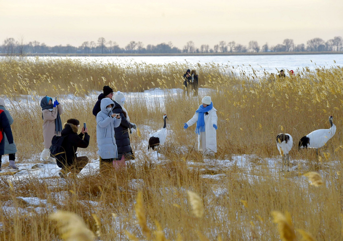 与丹顶鹤近距离接触