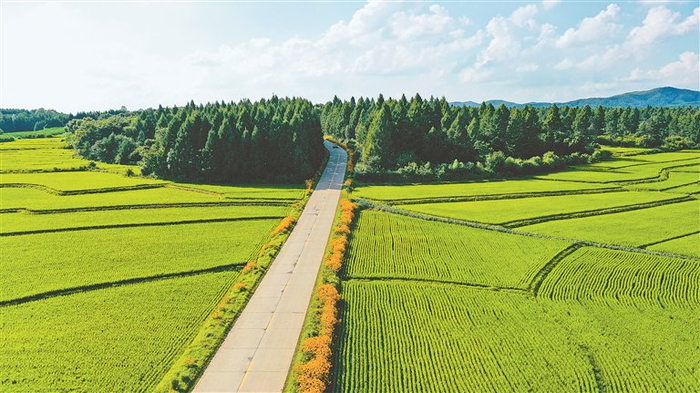 贯穿稻田的农村公路。资料片