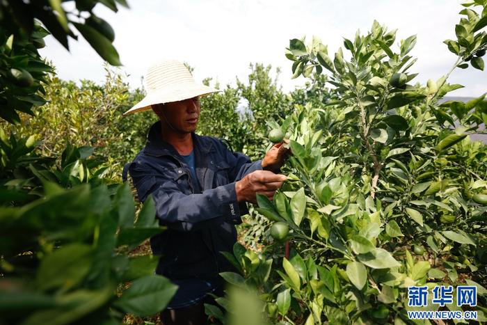 当地农户管理橙子种植基地。（资料图）