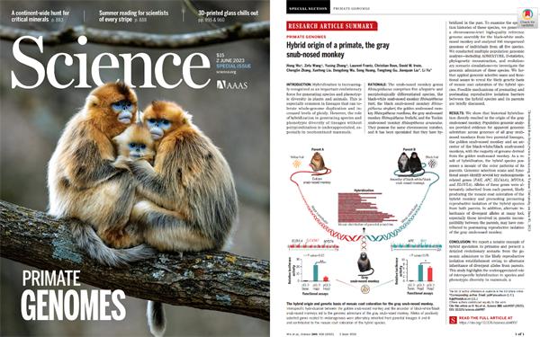 （左）Science期刊发表灵长类基因组专刊论文；（右）灵长类金丝猴属的杂交物种形成