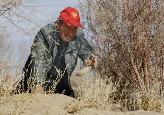 2024年12月4日，麦麦提·麦提赛伊迪在自己承包的沙地里挖大芸。新华社记者 王菲 摄