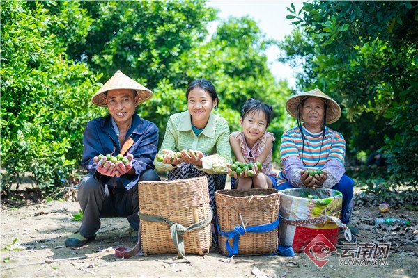临沧永德坚果迎丰收 范永政 摄