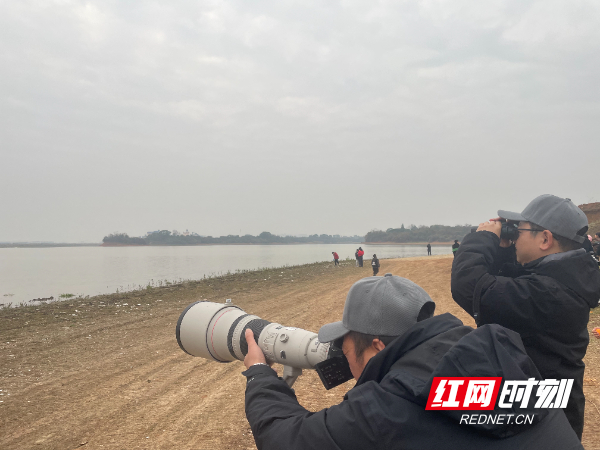 为方便观鸟，沅江市打造了车便湖、浣纱湖等多个高品质生态观鸟点