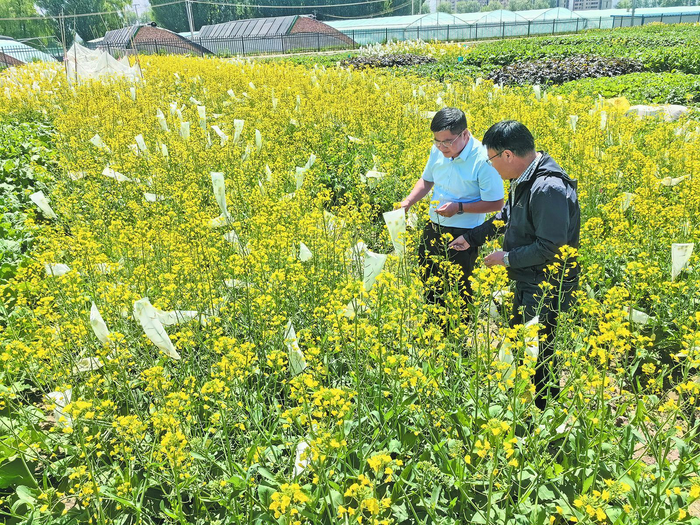 对油菜进行研究。本报记者  罗珺 摄