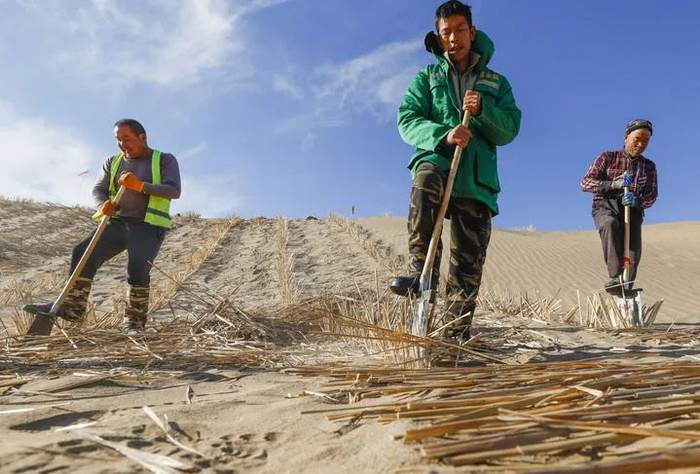 2024年12月3日，在新疆和田地区民丰县后河坝沙漠阻击区，工人在查漏补缺补扎草方格。新华社记者 王菲 摄