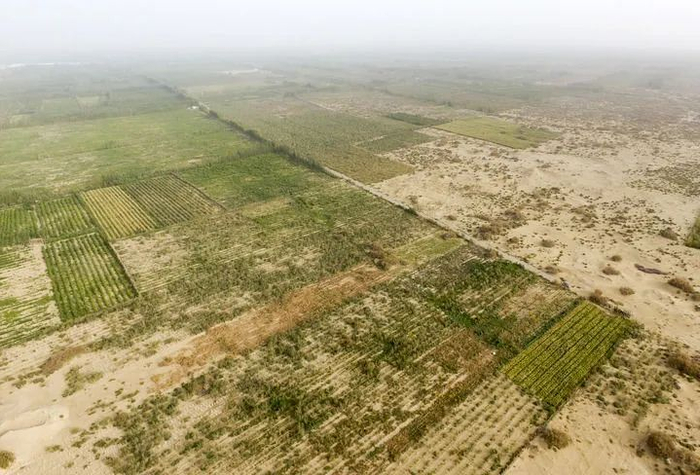 2019年9月1日拍摄的和田地区策勒县阿日希村绿化带与沙漠交界处（无人机照片）。新华社记者 丁磊 摄