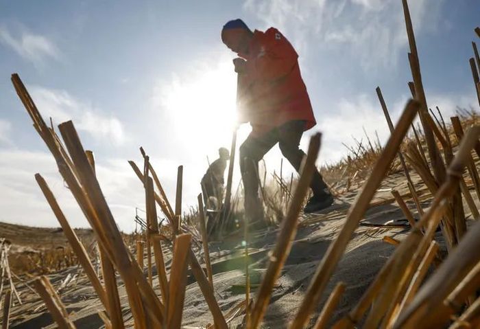 2024年12月3日，在新疆和田地区民丰县后河坝沙漠阻击区，工人在查漏补缺补种草方格。新华社记者 王菲 摄