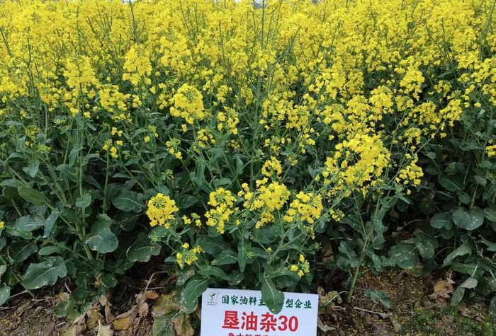盛花期的超高产高油油菜品种