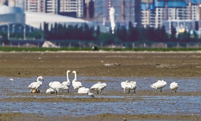 近日，泉州观鸟爱好者在泉州湾晋江入海口湿地拍到天鹅、黑脸琵鹭等。陈庆煌 摄