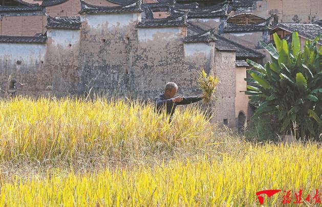 “认领一亩田”的推广让许多荒废的山坡地重获新生。福建日报记者 王毅 摄