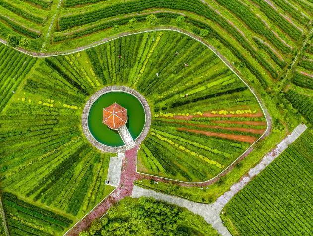 安溪茶园。曹建平 摄