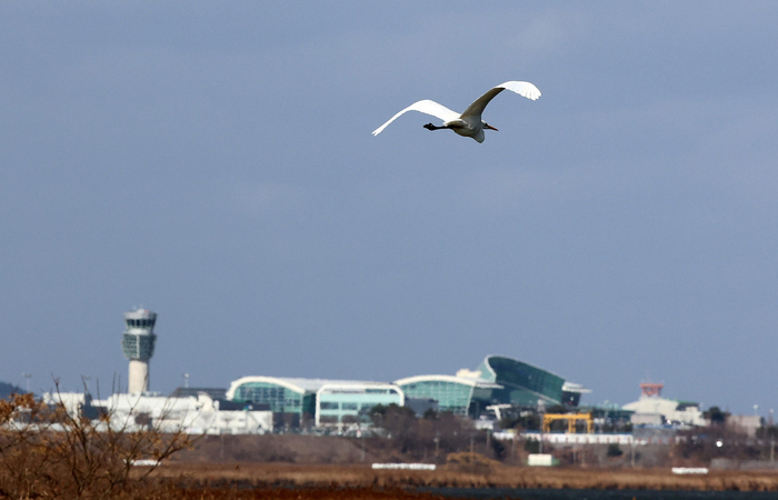 ▲12月31日，一只鸟在靠近韩国务安机场航班起降航线的青溪面地区飞翔。图据视觉中国
