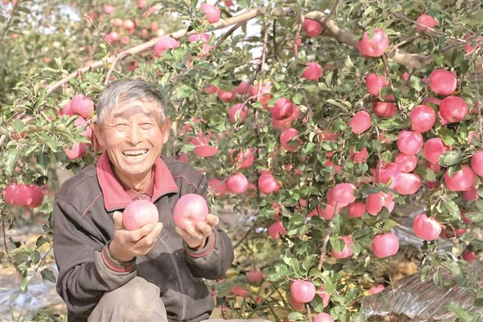 吴起苹果成为市场新宠。