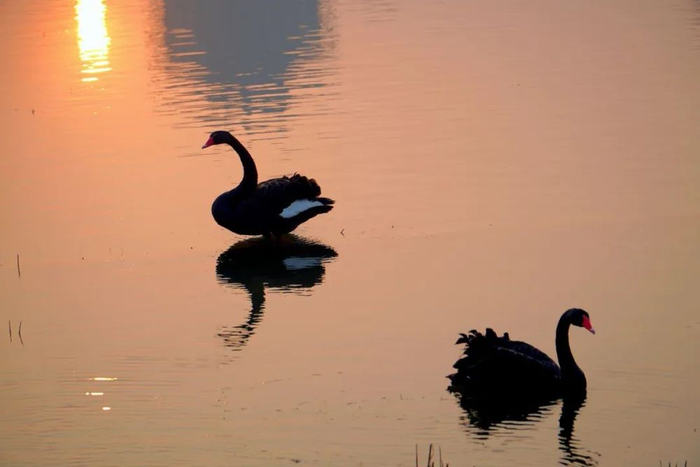 2025年1月1日8时15分，成都市龙泉驿区东安湖，沐浴在晨光中的黑天鹅。（央广网记者  昌思荣  摄）