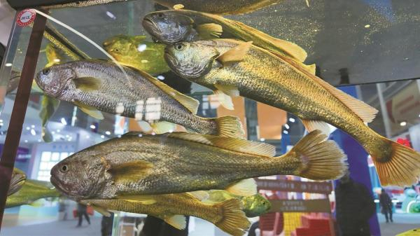 水产活体展示。