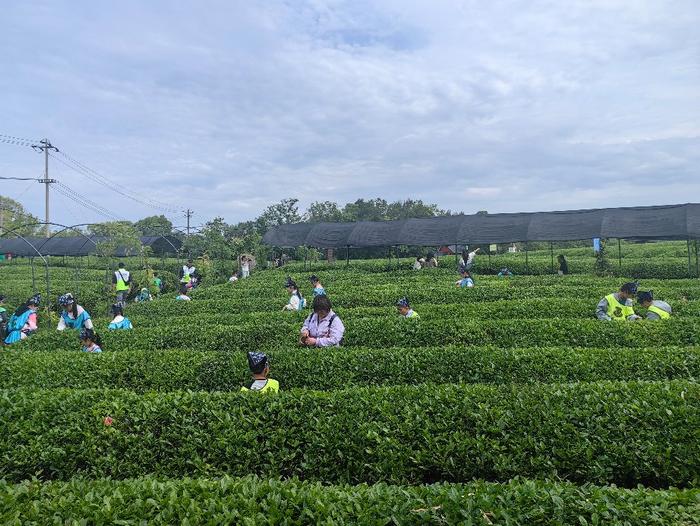   游客在梅溪塘采摘茶叶，感受茶文化魅力。新华网发（李航 摄）