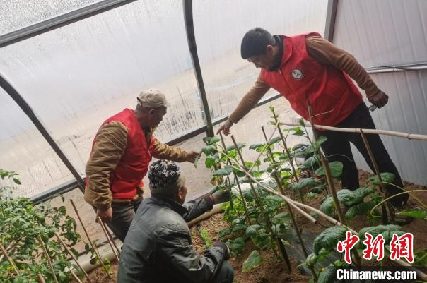 图为边境牧民查看温室大棚蔬菜苗长势。中新网记者 张林虎 摄