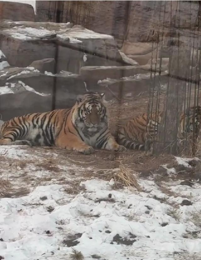 有游客发视频称，东北虎林园的老虎懒懒散散的，不想动。视频截图