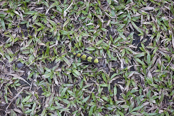 隐藏在草丛中的黄斑珊螽（2024年11月14日摄）。新华网 徐华陵 摄