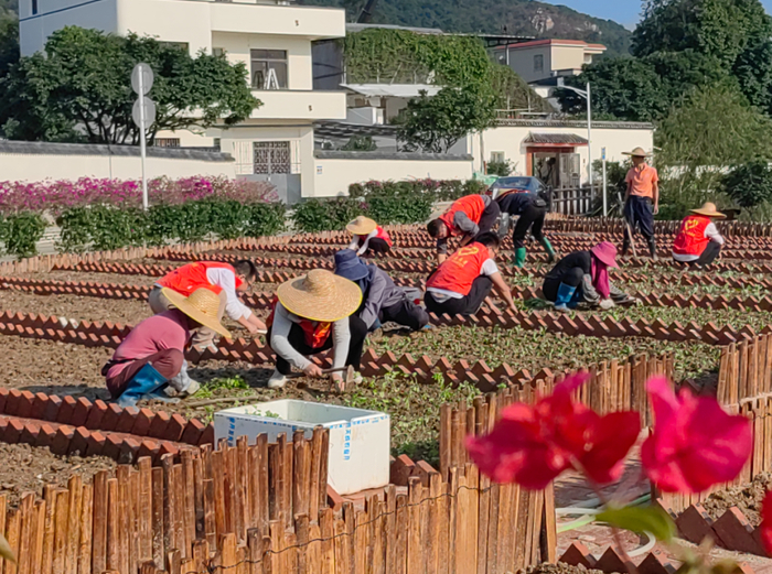 村民与志愿者携手打造“绿美庭院”。梁冠贤 摄