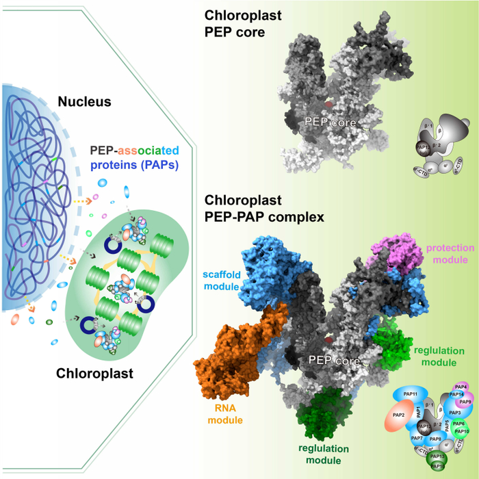 ▲叶绿体“基因转录机器”构造。