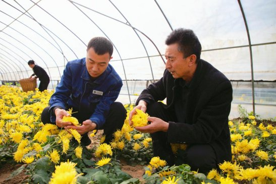 驻村帮扶干部与农技人员人员对金丝皇菊成熟度进行筛选确认
