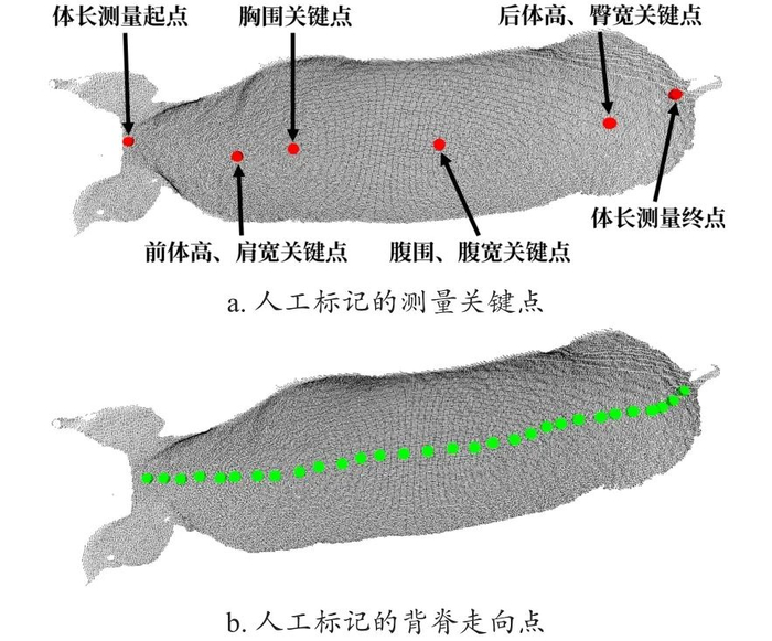 图 12　人工标记的测量关键点和背脊走向点