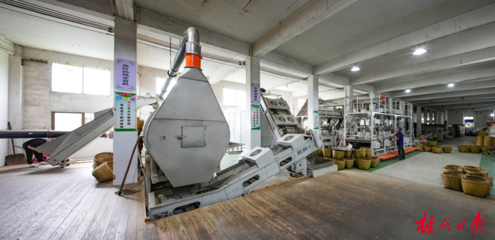 工人在苍梧县沁怡六堡茶业有限公司六堡茶自动化生产线忙碌。何鎏 摄